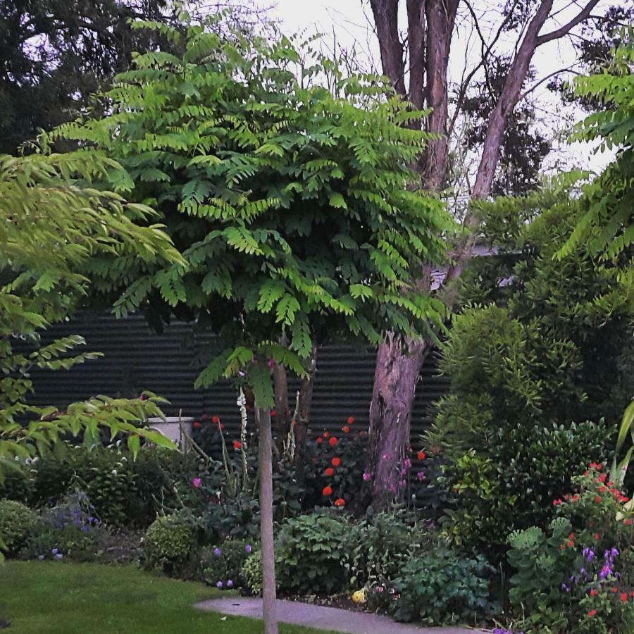 Dragonflycottagebnb Grovetown Extérieur photo